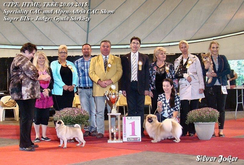 CTPE, HTME, TKKE 20.09.2015, Speciality CAC and Alpen-Adria CAC Show, Super BIS - Judge: Gyula Srkzy
