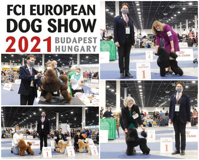 Judge Gyula Sarkozy - EDS Budapest 2021 Poodles
