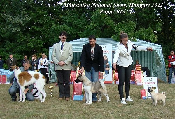 Mtszalka National Show, Puppy BIS, Hungary 2011 - Judge Gyula Srkzy