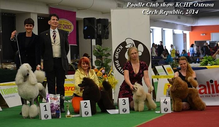 Gyula Sarkozy Judge Ostrava 2014 Poodle Club Show