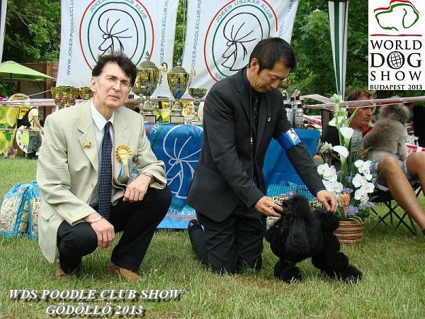 Gyula Sarkozy Judge WDS Poodle Club Show Gdll 2013