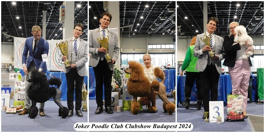 Judge Gyula Sarkozy - Poodle Clubshow 2024