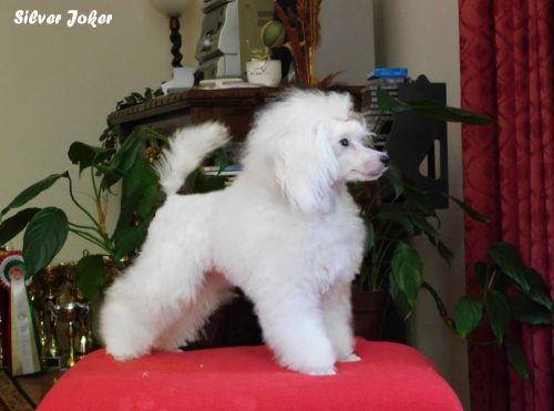 white toy poodle female,
toy poedel in wit,
toy poodle white, 
toypudel hündin weiß,
caniche toy blanche,
toypoodle white,
bílý toy pudl,
valkoinen Toyvillakoira,
toy poedel in wit,
caniche toy bianco,
barboncini toy bianco