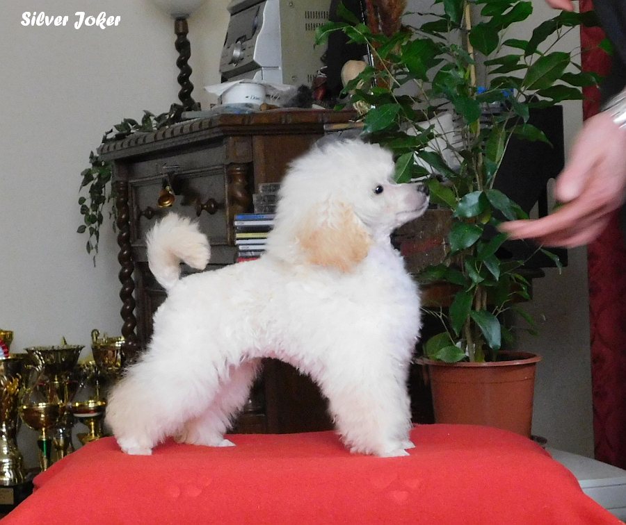 white toy poodle, 
toypudel weiß,
caniche toy blanche,
toypoodle white,
bílý toy pudl,
valkoinen Toyvillakoira,
toy poedel in wit,
caniche toy bianco,
barboncini toy bianco,
toypoedel witt,
toyvillakoira,
toypudel,
toypudlar